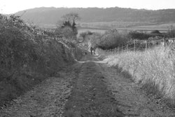 Out for a stroll Wallpaper