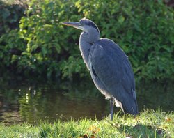 Heron on the river Wye Buxton Wallpaper