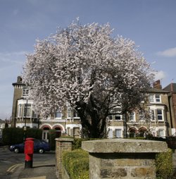 Blossom
