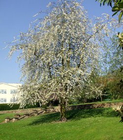 Valley Gardens Spring 2009