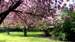 Valley Gardens Spring 2009 Wallpaper