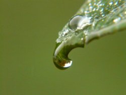 Raindrop