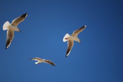 Seagulls in Bournemouth Wallpaper