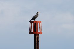 Cormorant Wallpaper