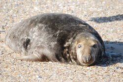 Grey seal Wallpaper