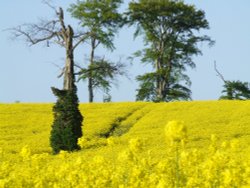 The Rookeries in May Wallpaper