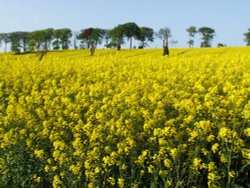 The Rookeries in May