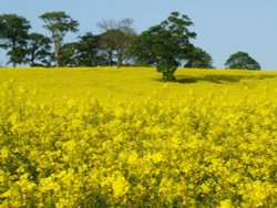 The Rookeries in May