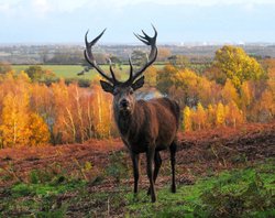 Red Deer Stag, Bradgate Park, Leicestershire Wallpaper