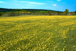 Sea of yellow Wallpaper