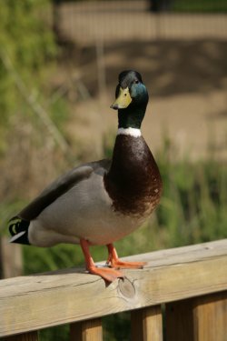 Duck in the park