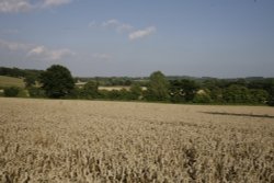 Wheat fields Wallpaper