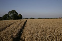 Wheat fields Wallpaper