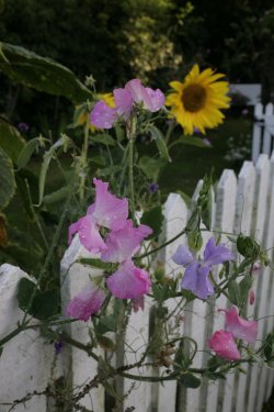 Cottage garden