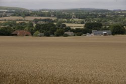 Wheat fields Wallpaper