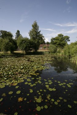 Village pond