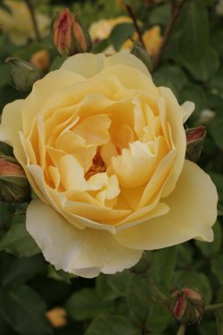 The Rose