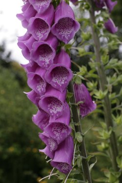 Foxgloves