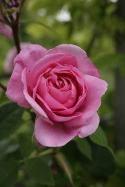 The Rose