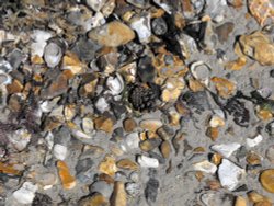 Christchurch collage Wallpaper