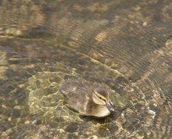 Duckling on the River Welland Wallpaper