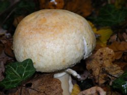 Eastcote Village Wallpaper