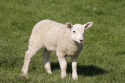 Baby lamb