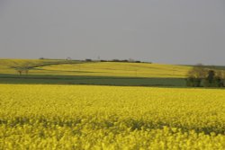 Yellow landscape of rape
