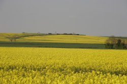 Yellow landscape of rape Wallpaper