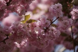 Cherry blossom Wallpaper