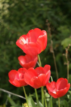 Tulips