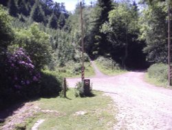 Greatwood Forest