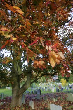 Churchyard
