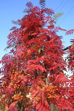 Autumn colours