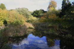 Park walk and the pond Wallpaper