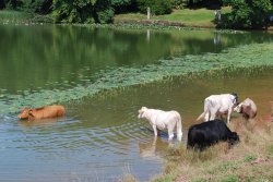A nice cool dip on a summers day!