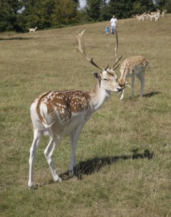 The Kent Weald