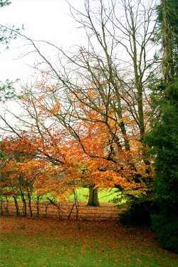 Parkland at Nidd.