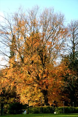 Parkland at Nidd.