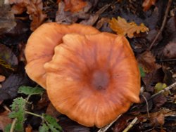 Fungi in the car park Wallpaper