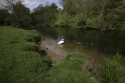 Swan on the River Nene Wallpaper