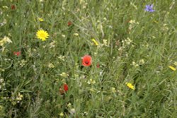 Wild flowers Wallpaper