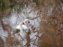 Swans