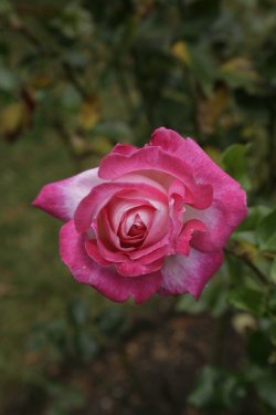English  Rose