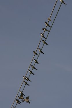 Swallows