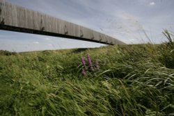 The bridge Wallpaper