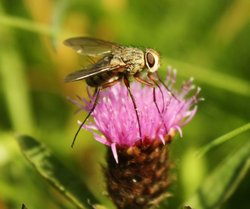 Fly 'n' flower Wallpaper