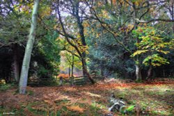 Burley, Hampshire Wallpaper