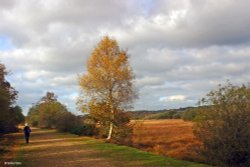 Burley, Hampshire Wallpaper