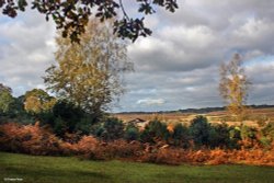 Burley, Hampshire Wallpaper